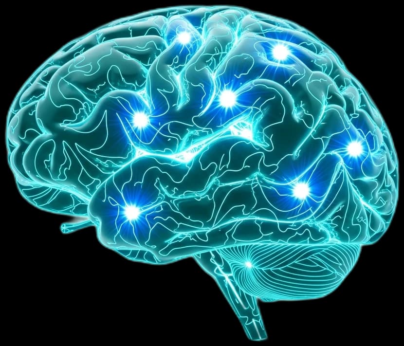 Fully lit, recovered brain